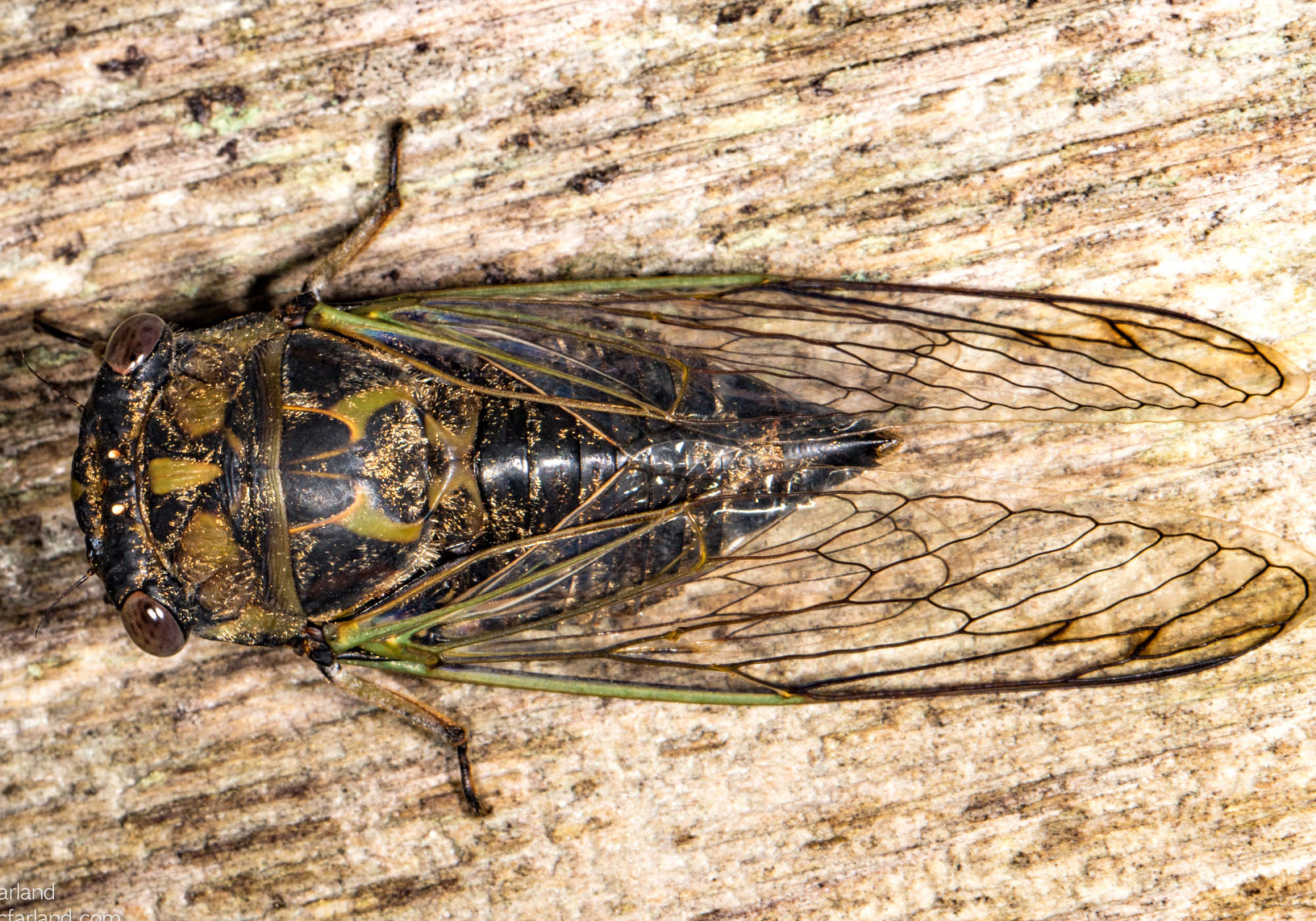 Northern Dog-day Cicada © Kent McFarland