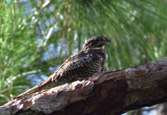 10446, Common Nighthawk sitting on a branch during the day., Common Nighthawk - Susan Young public domain, Common Nighthawk. Photo by Susan Young / licensed under Public Domain Mark 1.0, , image/jpeg, https://vtecostudies.org/wp-content/uploads/2020/08/Common-Nighthawk-Susan-Young-public-domain.jpg, 2047, 1363, Array, Array Susan Young / licensed under Public Domain Mark 1.0
