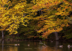 Mallard ducks on a pond with colorful fall leaves in the background