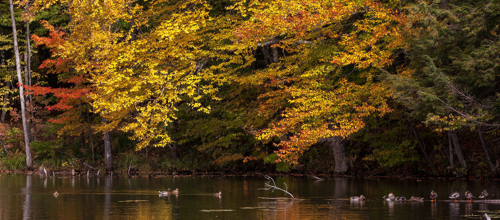 Mallard ducks on a pond with colorful fall leaves in the background