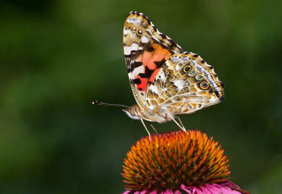 10448, , painted-lady-butterfly-Bryan-Pfeiffer_1200x800_acf_cropped, , , image/jpeg, https://vtecostudies.org/wp-content/uploads/2020/08/painted-lady-butterfly-Bryan-Pfeiffer_1200x800_acf_cropped.jpg, 1200, 800, Array, Array © Bryan Pfeiffer