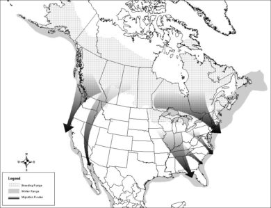 Loon Departure Times | Vermont Center for Ecostudies