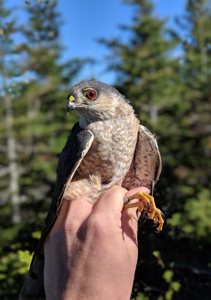 A male Sharp-shinned Hawk banded 6/7/19 at VCE's Mount Mansfield banding station. © Nathaniel Sharp