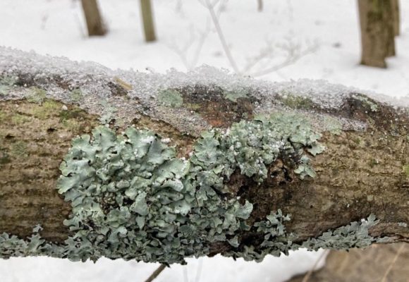 10810, , lichen, , , image/jpeg, https://vtecostudies.org/wp-content/uploads/2020/12/lichen.jpg, 750, 563, Array, Array © Julia Pupko
