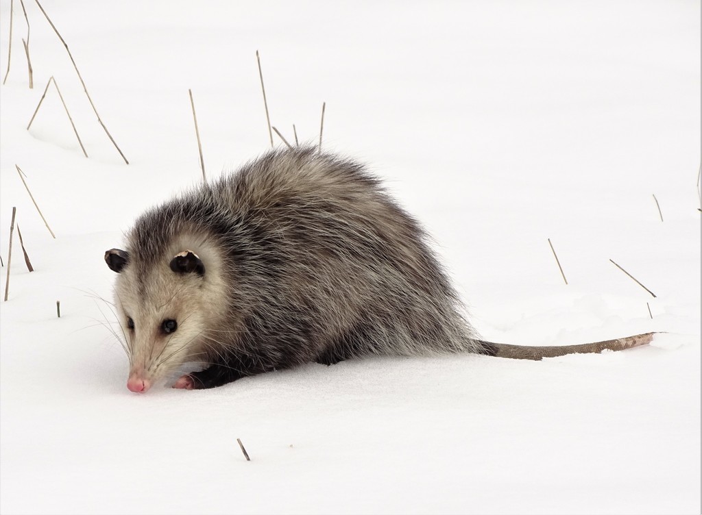Virginia Opossum – Wildlife Illinois