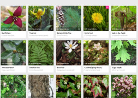 Naturalists Help the Vermont Atlas of Life on iNaturalist Build Biodiversity Big Data in 2020