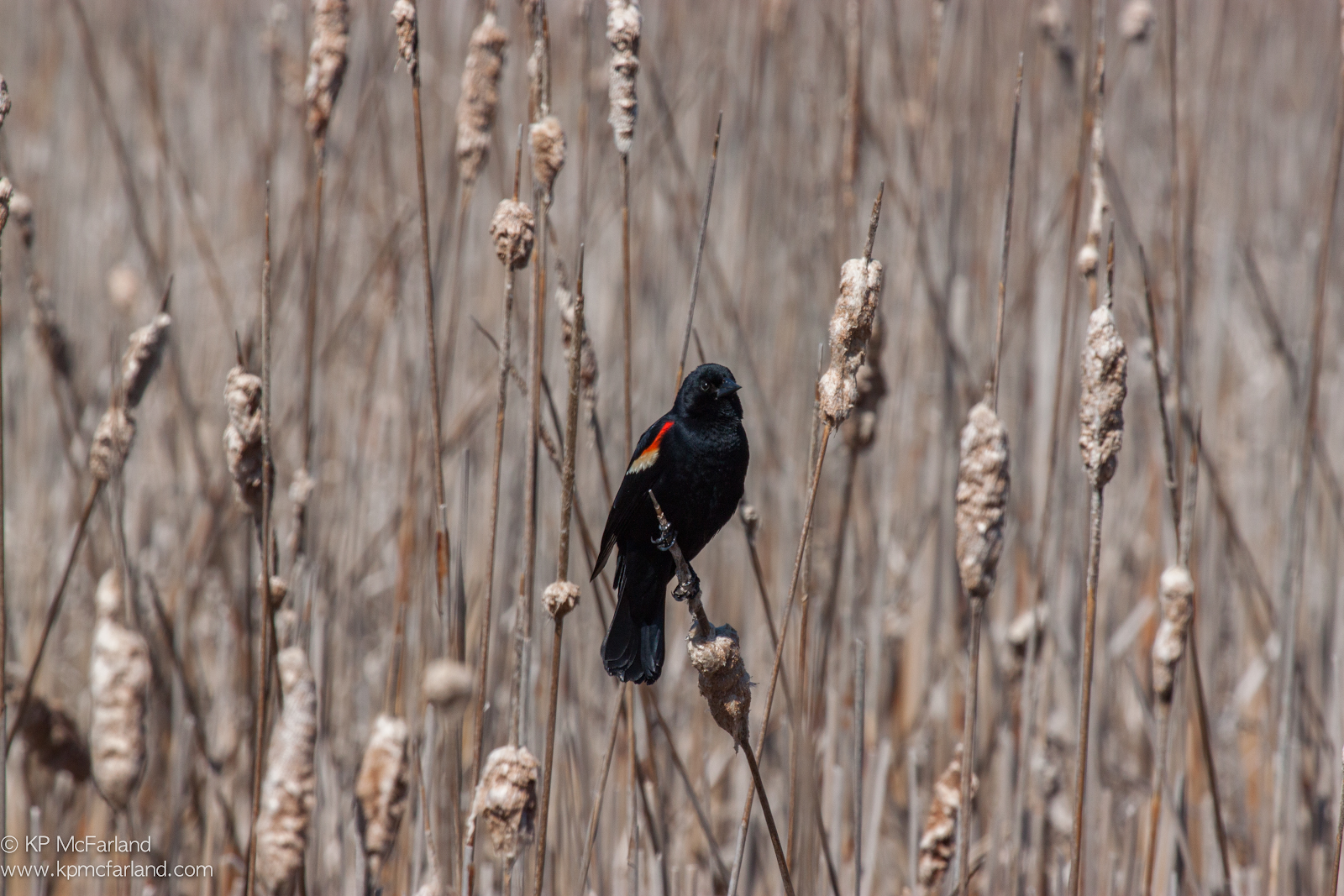 Red-winged Blackbird © Kent McFarland