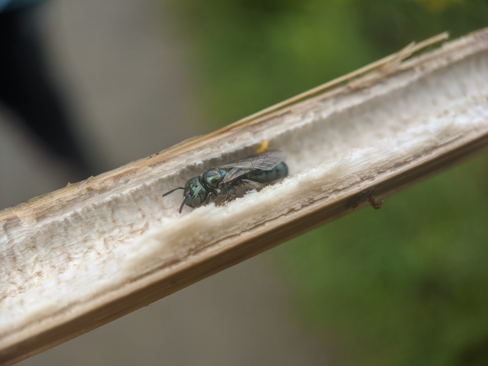 A Small Carpenter Bee (Genus Ceratina), inside a hollow plant stem. © Spencer Hardy