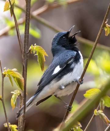 Black-throated Blue Warbler © K.P. McFarland
