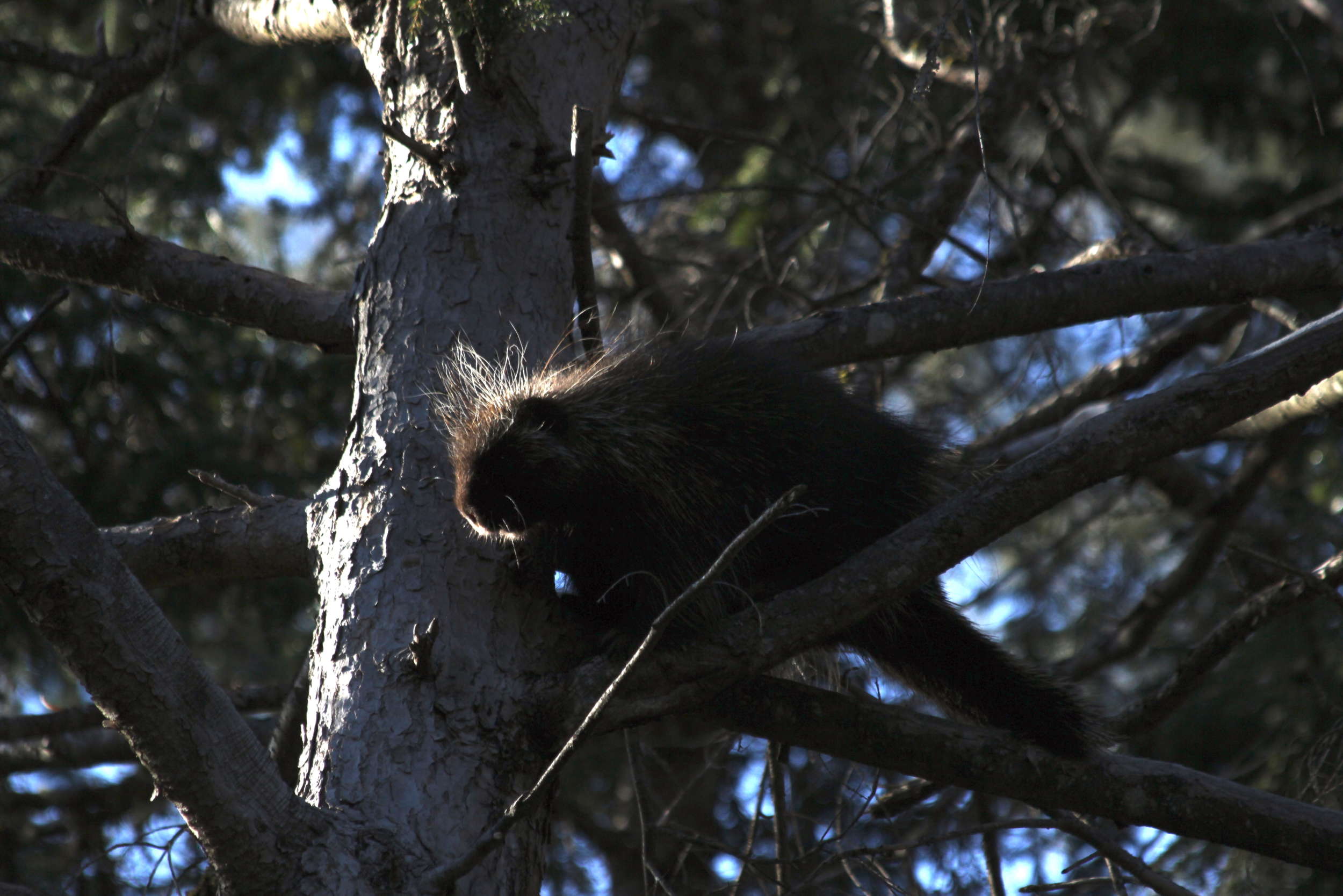 a porcupine peeks into the sun from a shadowy tree branch