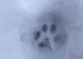 a bobcat track in snow