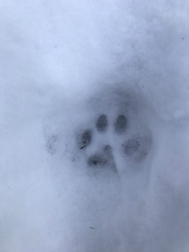 a bobcat track in snow