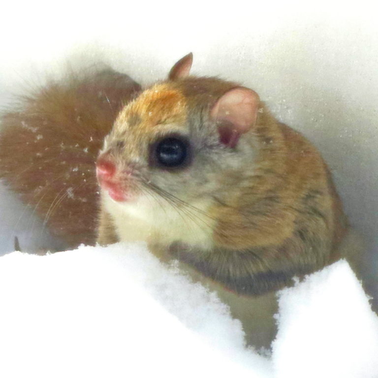 March 2021 Photoobservation of the Month Vermont Center for Ecostudies