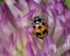 Parenthesis Lady Beetle (red with black markings) on a purple clover flower