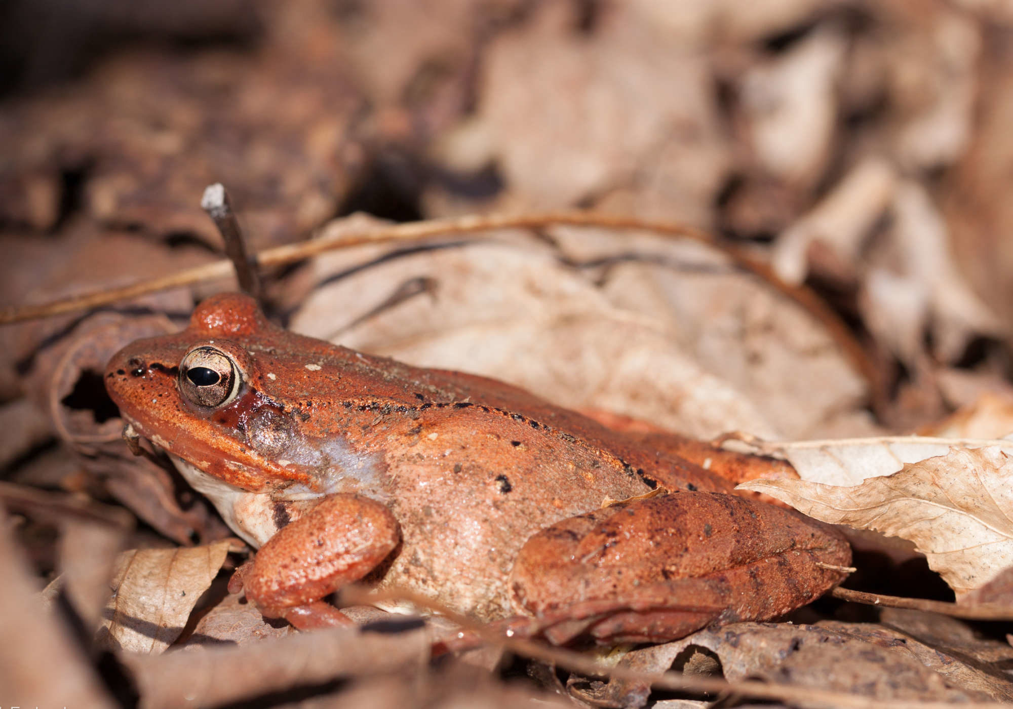 Wood Frog emerging in early spring. Kent McFarland