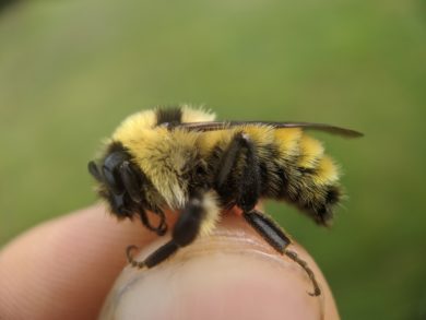 V C E Biologist Spencer Hardy safely holds a stingless male Golden Northern Bumble Bee (Bombus fervidus). © Spencer Hardy.