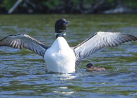 July Updates from the Loon Conservation Team
