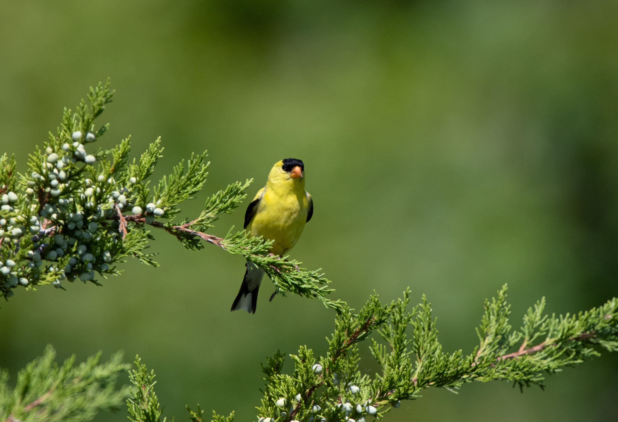 American Goldfinch © Marv Elliott (CC-BY-NC)