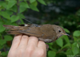 A Veteran Bicknell's Thrush Helps Launch New VCE Study