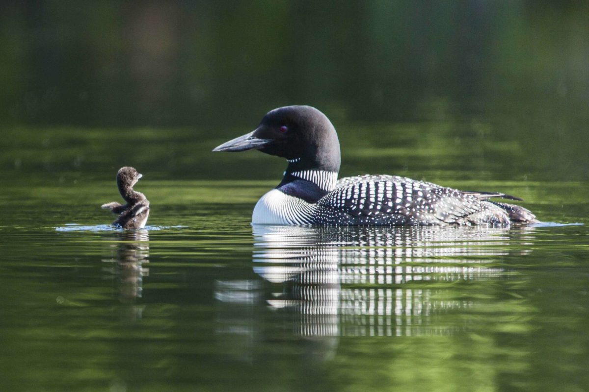 Press Release – VCE Receives Major Funding For Loon Conservation | Vermont Center For Ecostudies