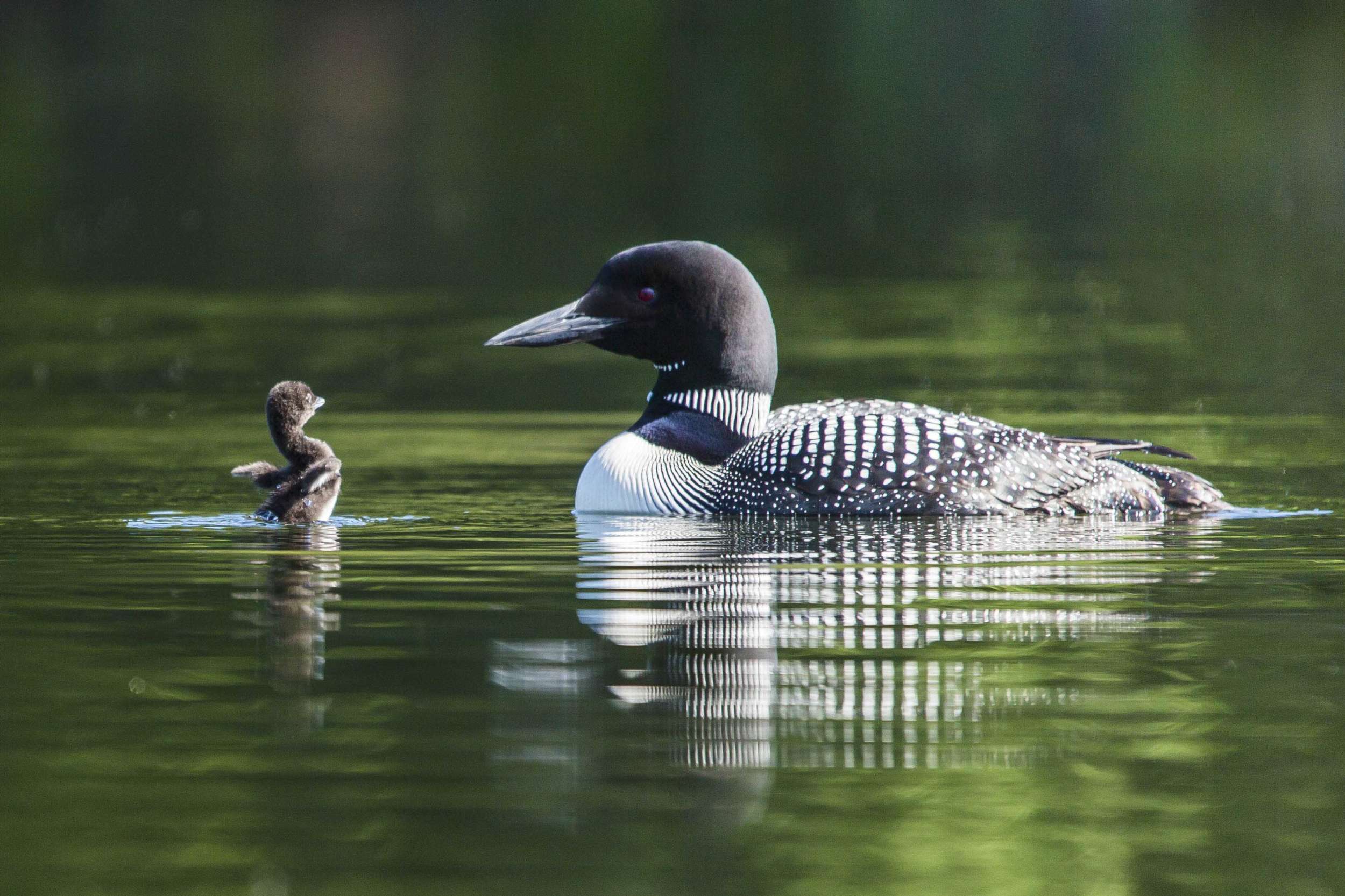 press release – VCE Receives Major Funding for Loon Conservation