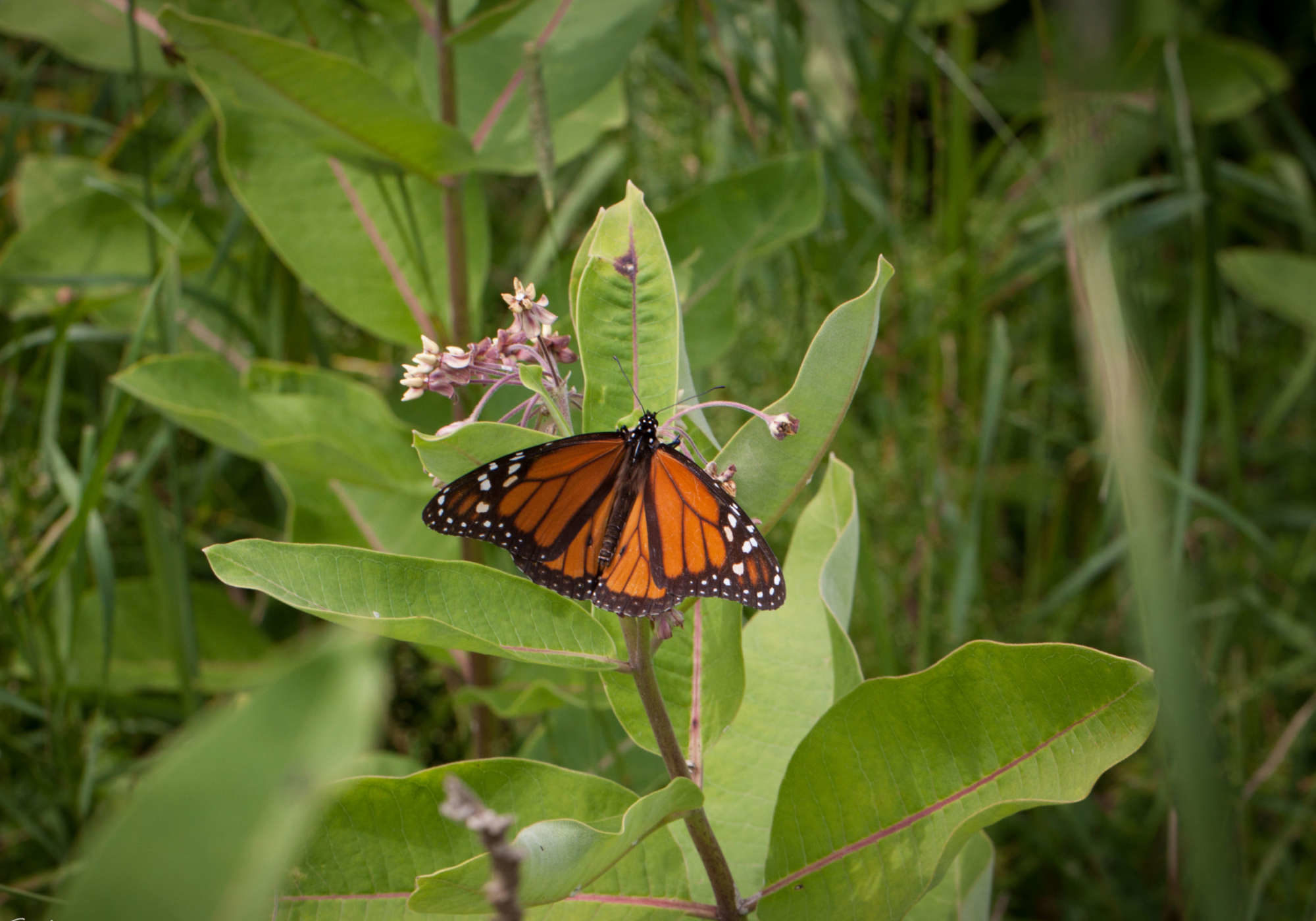 Male Monarch on Common Milkweed. © K.P. McFarland