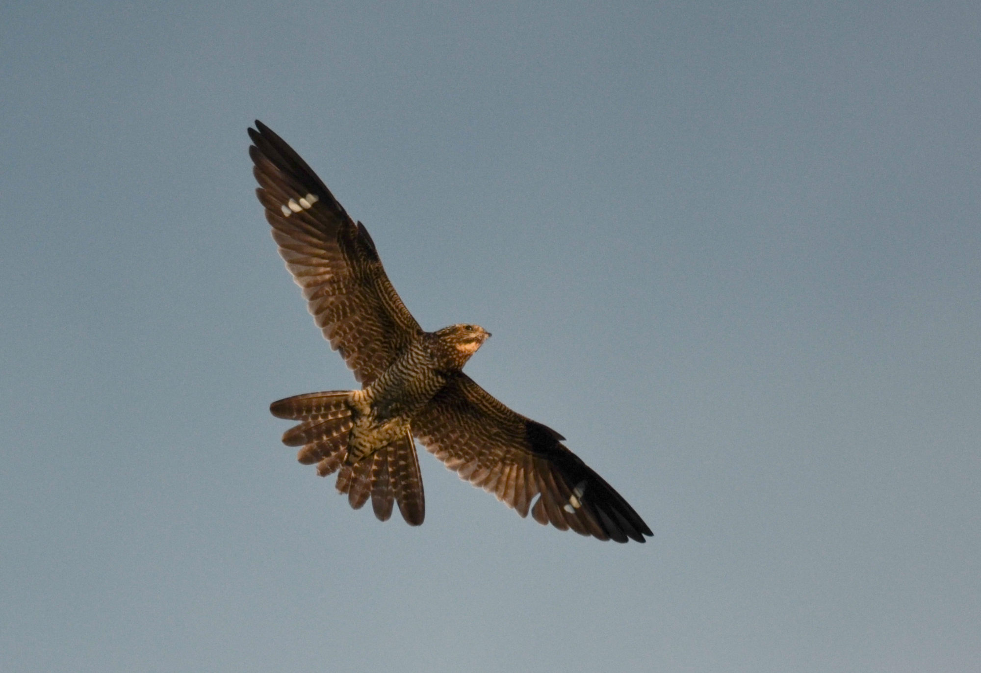 Common Nighthawk in flight over farm fields in Norwich, VT © Nathaniel Sharp