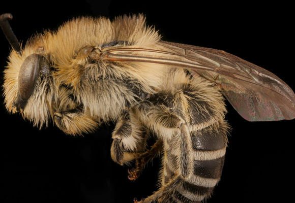 11637, , 42189826110_244d11778d_o, , , image/jpeg, https://vtecostudies.org/wp-content/uploads/2021/08/42189826110_244d11778d_o.jpg, 2500, 1667, Array, Array  © USGS Bee Inventory and Monitoring Lab