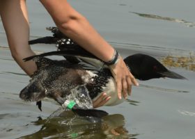 A Record Year for Loon Nesting in Vermont