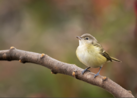 A Tiny, Displaced Vireo Makes a First-ever Vermont Appearance