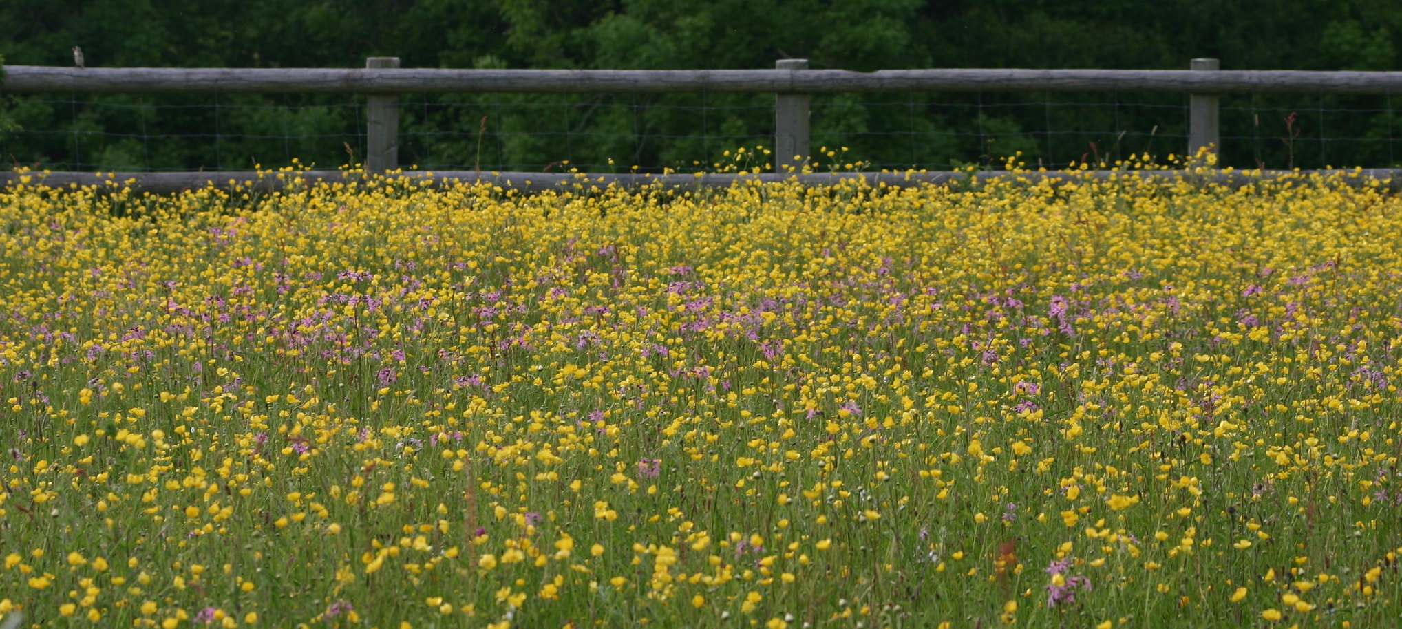 Invasive Plants Vermont Center for Ecostudies