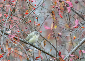 Vireos Steal Late Fall Birding Spotlight in Windsor County