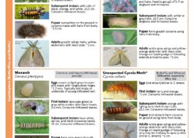 New Milkweed Specialist Insects Guide