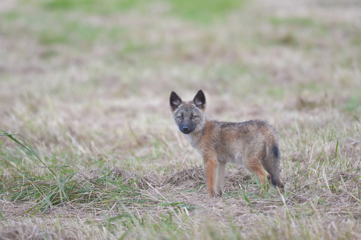 Coyote pup © Nathaniel Sharp