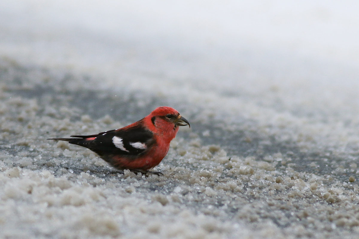White-winged Crossbill on a salty roadway © Nick Tepper