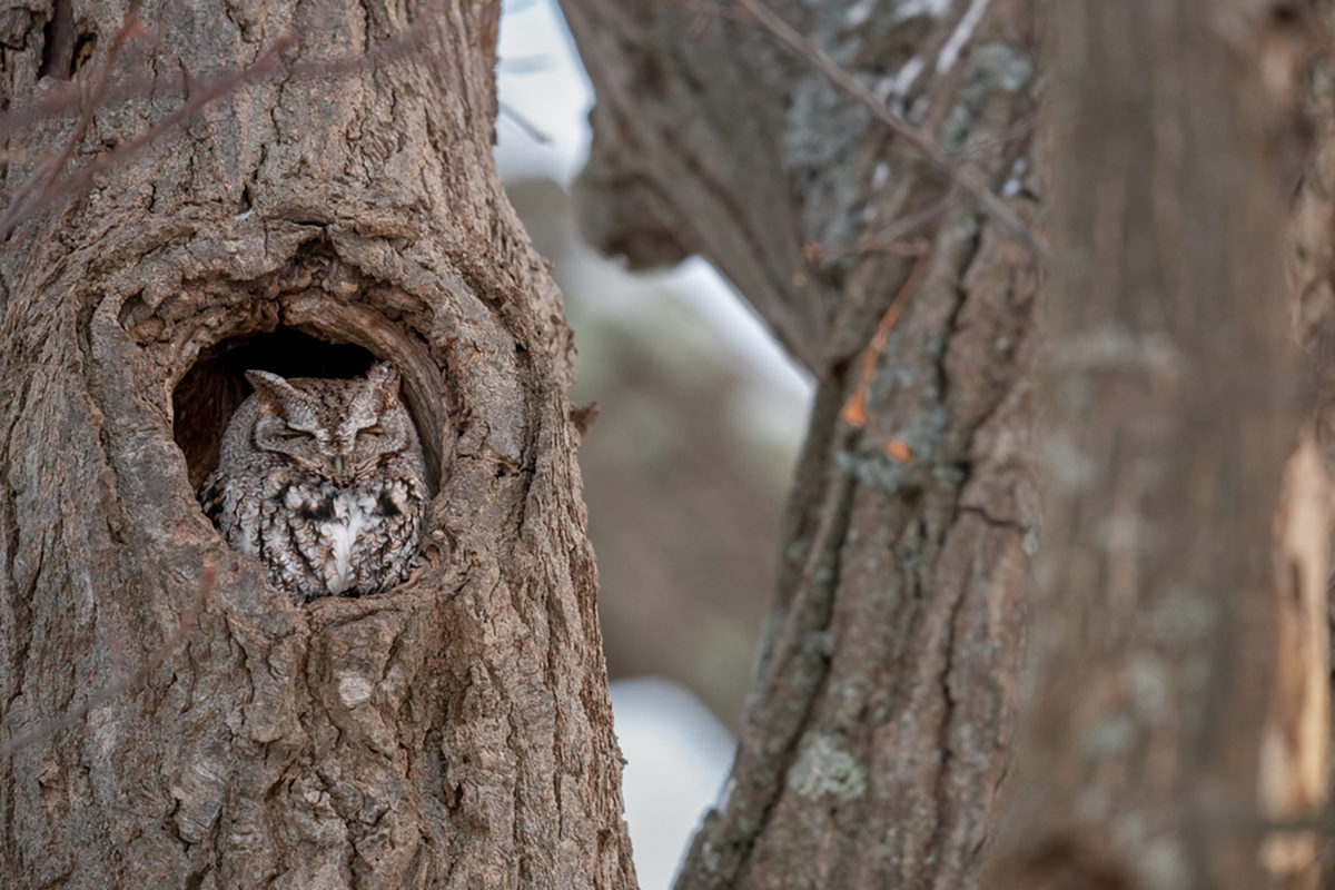 Eastern Screech-Owl © Kyle Tansley