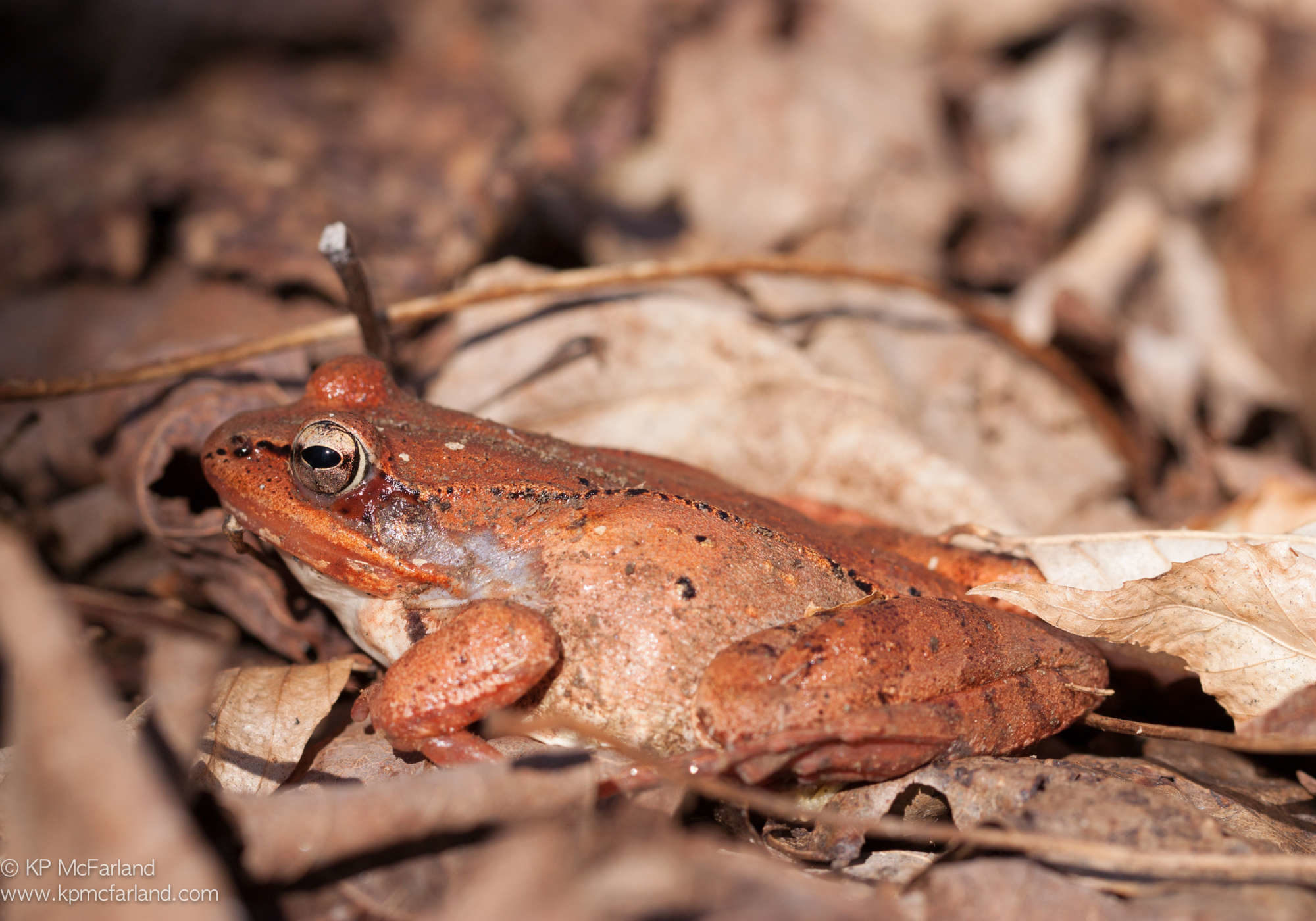 A newly emerged Wood Frog rests on the forest floor.  K.P. McFarland