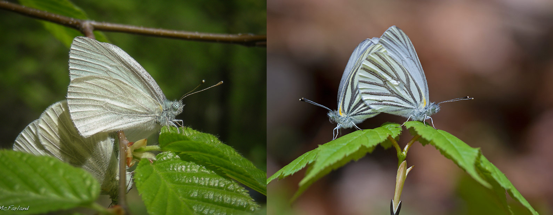 Left Photo: West Virginia White (<i>Pieris virginiensis</i>); Right Photo: Mustard White (<i>Pieris oleracea</i>) © Kent McFarland (left); Bryan Pfeiffer (right)