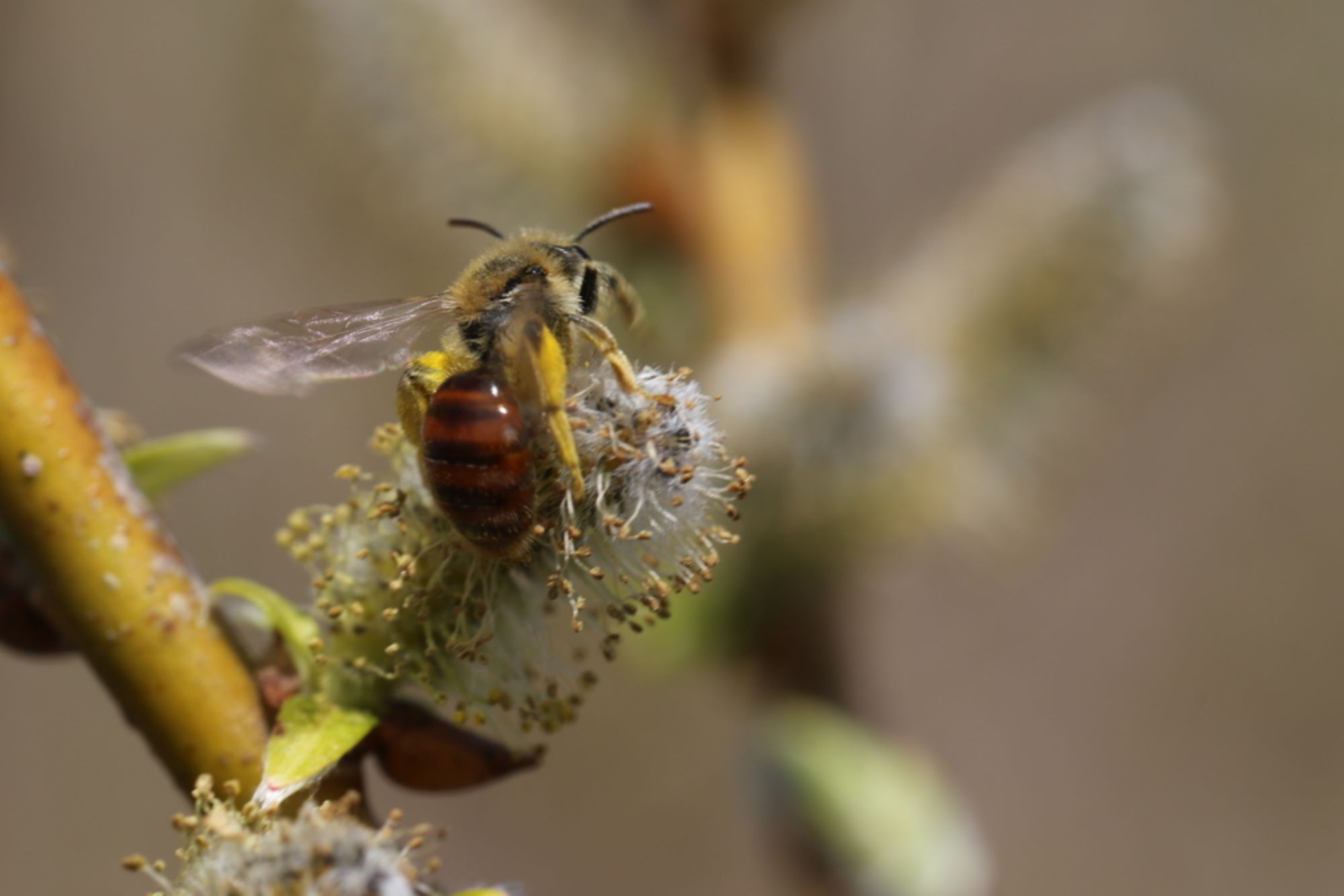 Red-tailed Mining Bee (<i>Andrena erythrogaster</i>) © Spencer Hardy