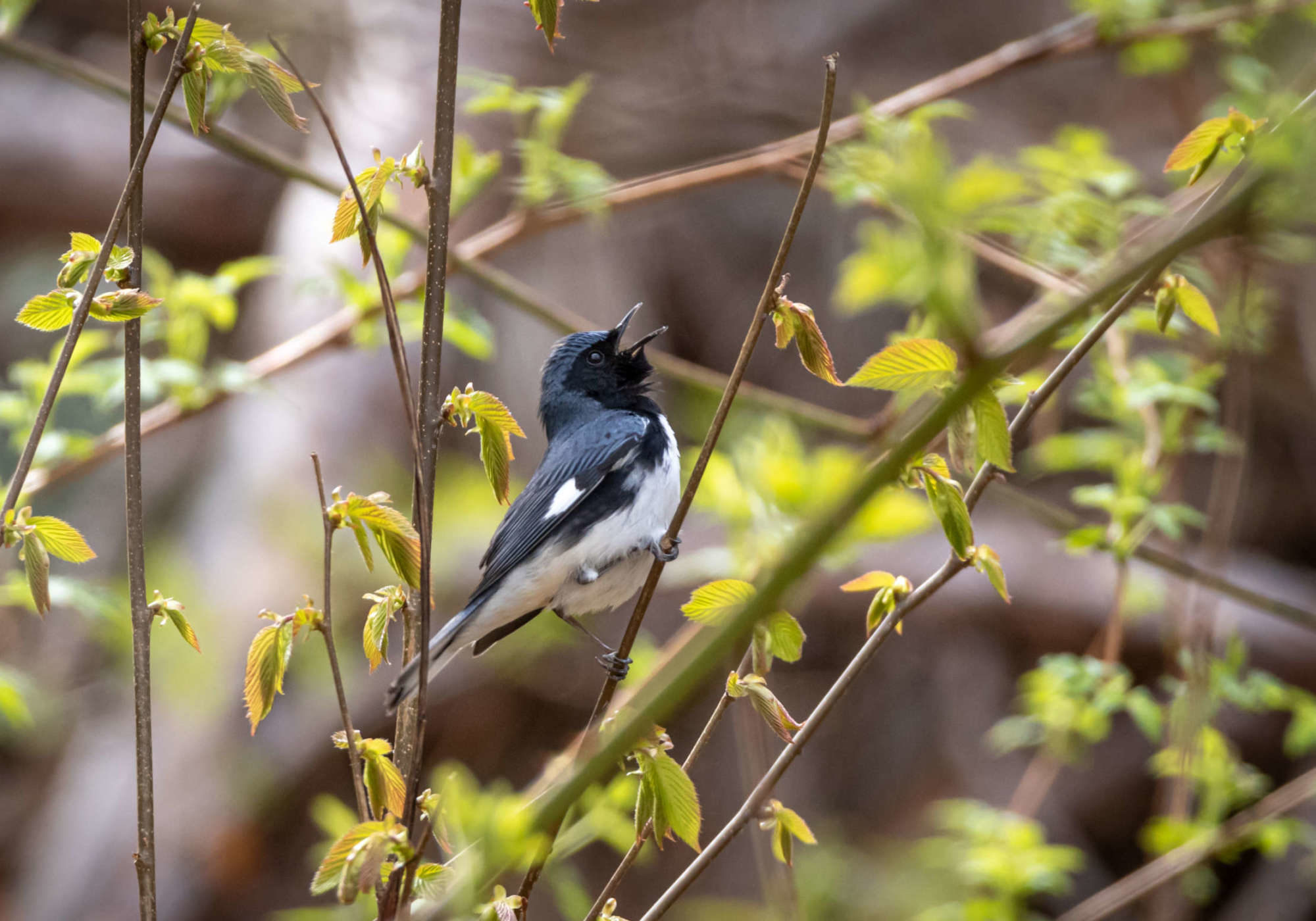 Black-throated Blue Warbler © K.P. McFarland