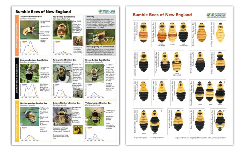 press release – VCE Offers Free Bumble Bee Guide | Vermont Center for ...