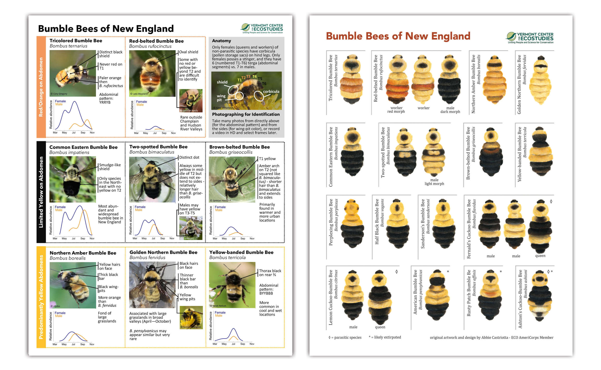 Bumble Bees of New England Guide