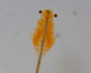 Fairy Shrimp Survey Results in New Species for Vermont