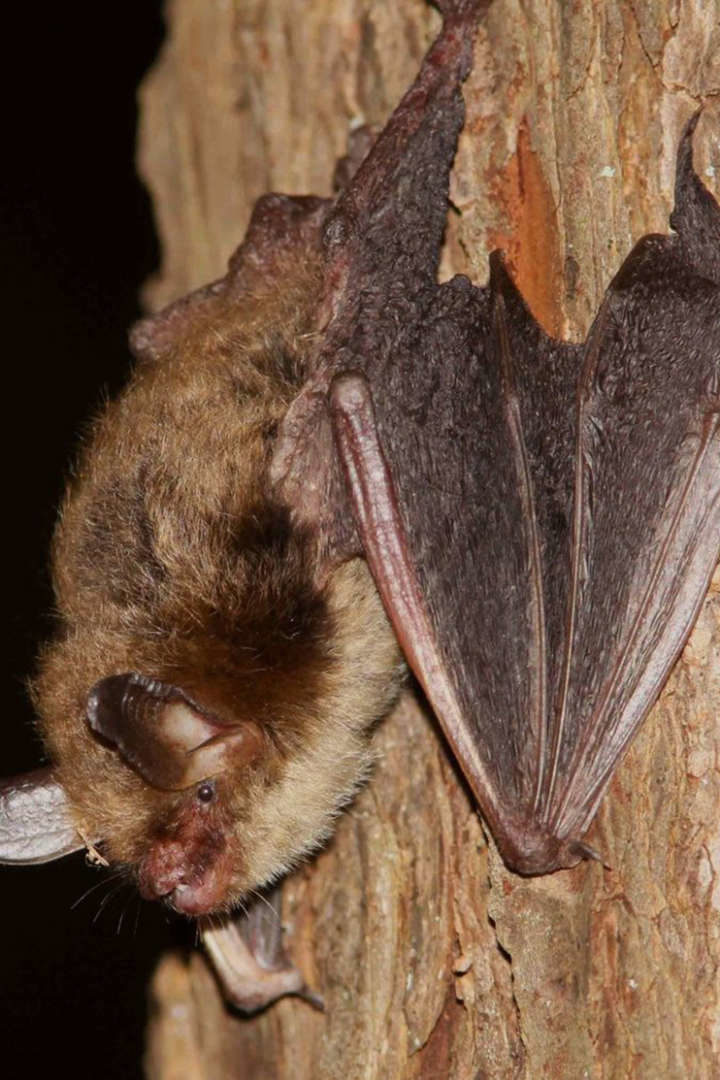 Northern Long-eared Bat (<i>Myotis septentrionalis</i>) © Jason Ksepka