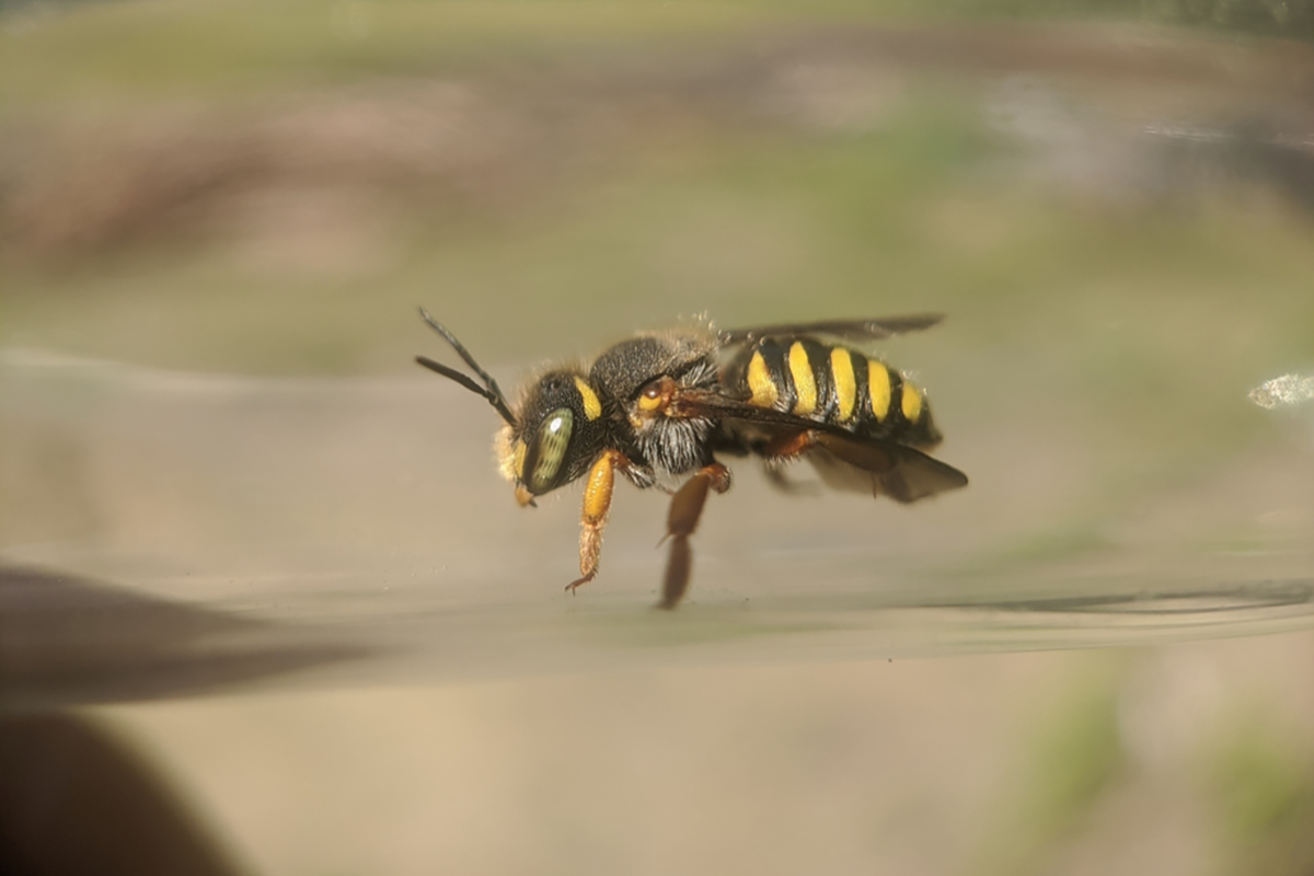 Oblong Woolcarder Bee (<i>Anthidium oblongatum</i>) © Spencer Hardy