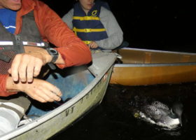 Banding Loons By Night