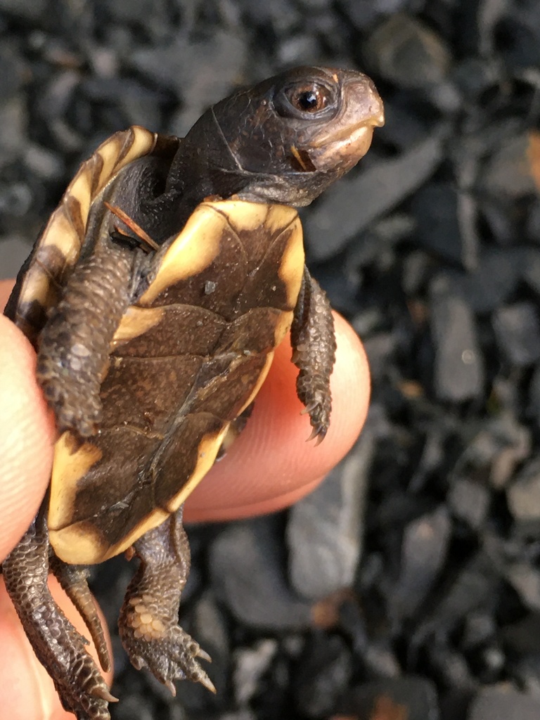 A big day for tiny turtles in Lake Champlain