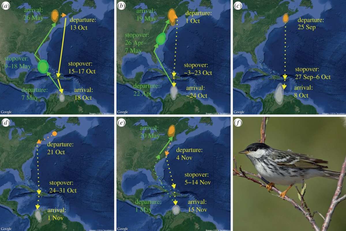 Blackpoll Warbler migration tracked with geolocators. http://rsbl.royalsocietypublishing.org/content/11/4/20141045?hc_location=ufi 