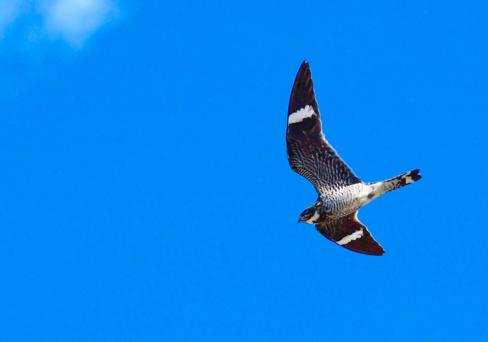 Common Nighthawk in flight.  Bryce Bradford - https://www.flickr.com/photos/brb_photography/