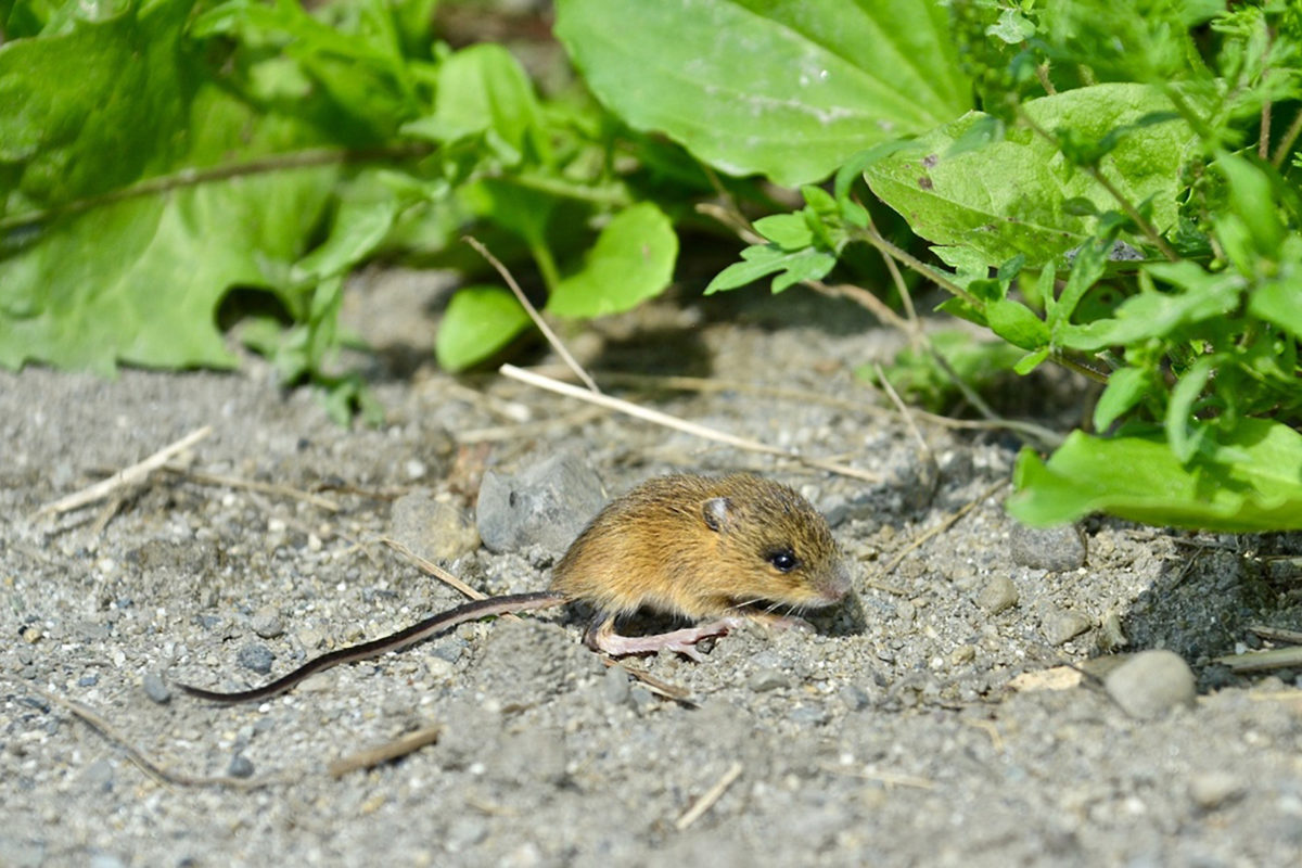 Meadow Jumping Mouse mellohrer - https://www.inaturalist.org/observations/18358158